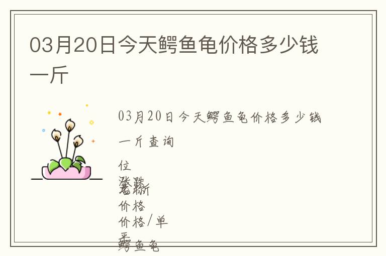 03月20日今天鱷魚龜價(jià)格多少錢一斤