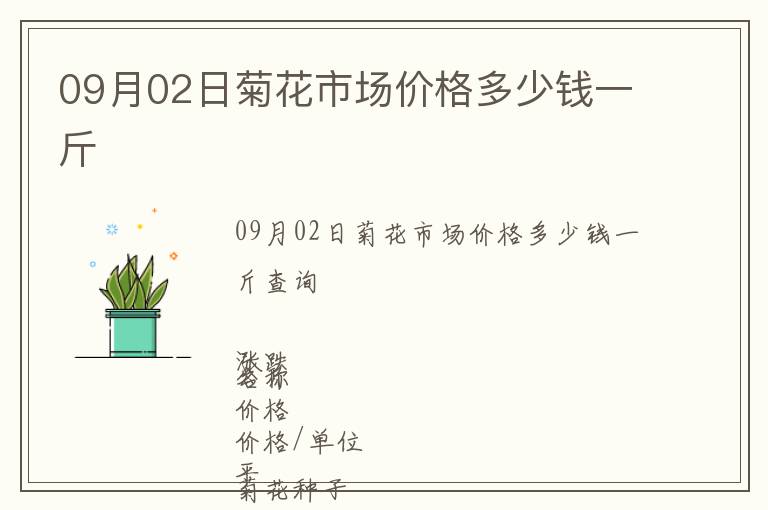 09月02日菊花市場價(jià)格多少錢一斤